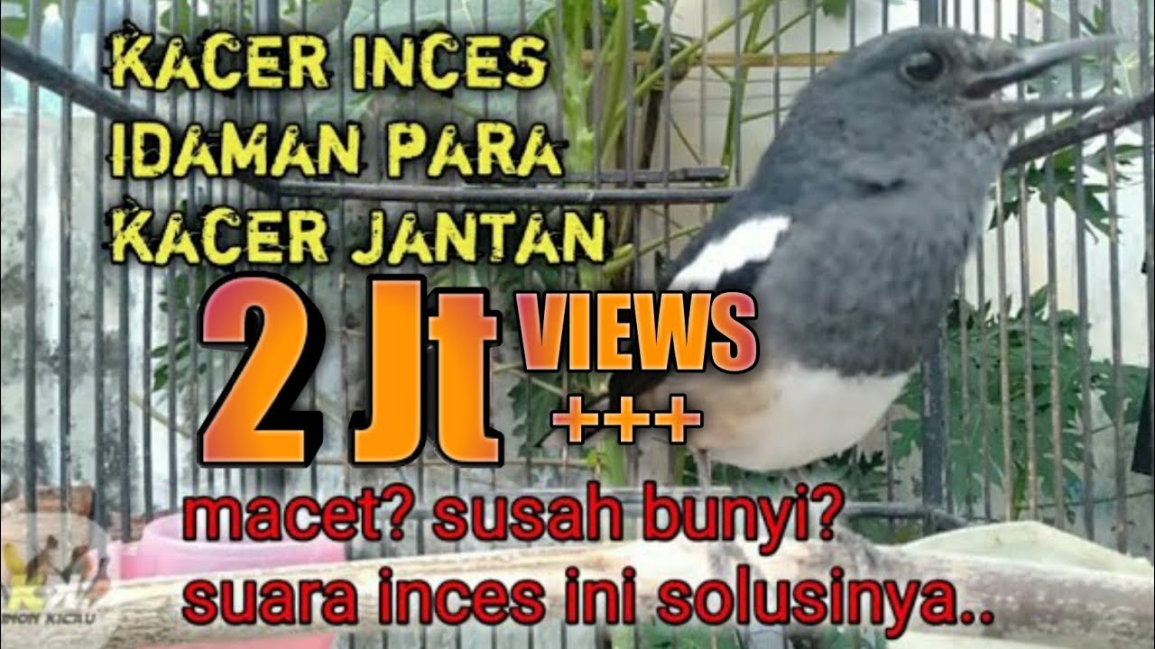 suara terapi kacer betina,bikin kacer jantan gila