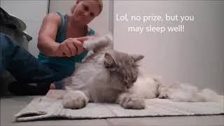 Brushing my Maine Coon (Sasha)  Purring :)