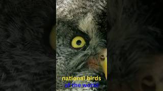 🐦national bird of diffrent cantry#shorts#facts #birds#national 🐦