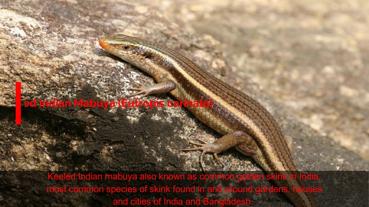 30 Colorful Species Of Lizards Found In India YouTube 30-colorful-species-of-lizards-found-in-india-youtube