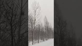 Winter serenade. Beautiful snowfall in the winter forest, Sounds of a blizzard and falling snow