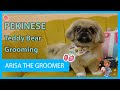 Pekingese Puppy | Teddy Bear Dog Grooming | 1st Time Grooming!