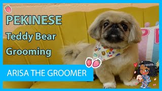 Pekingese Puppy | Teddy Bear Dog Grooming | 1st Time Grooming!