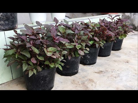 Video Cách trồng rau dền trong chậu tại nhà dễ dàng với cả... - youtube