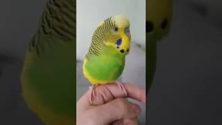 Ferduś, gadająca papużka nawija jak w radiu :)