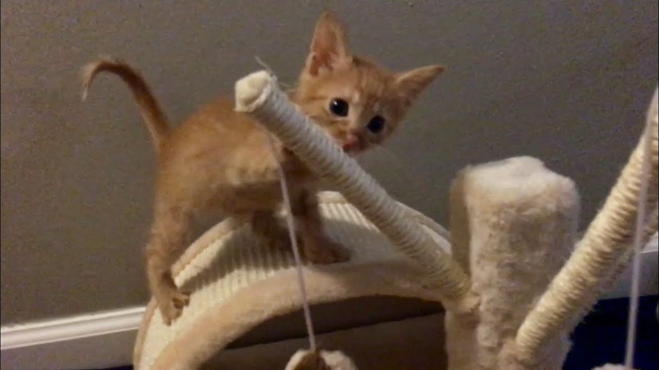 cats eating litter Ginger Kittens Get A Hall Pass & Kitten Loneliness - Kitten Litters Merging
