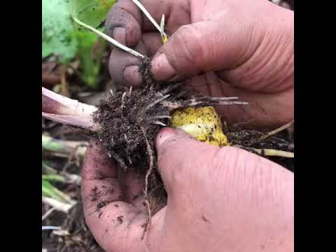 Video: Lily Plant Companions - Aprenda sobre la plantación complementaria con flores de lirio