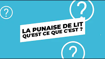 Pourquoi j'ai des puces de lit ?