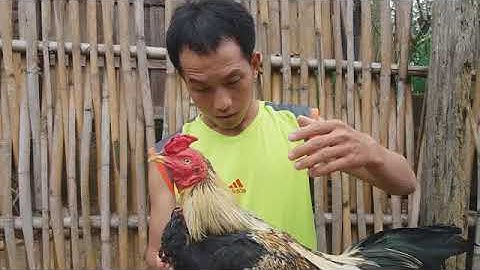 Qhia xaiv qaib ntaus keej