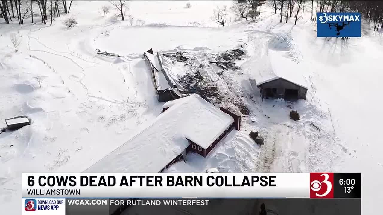 Barn collapse kills multiple cows in Williamstown - YouTube