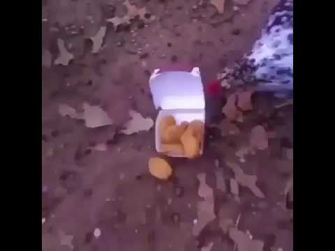 Cannibal chickens eating McNuggets
