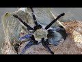 Синий паук птицеед. Попытка разведения Cyriopagopus lividus (Haplopelma lividum).