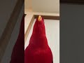 Red birb🍅gumimimi—-wueeeeee——wueeeeee—
