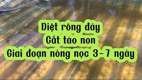 Cách nuôi nòng nọc ếch hiệu quả, diệt rông đáy, nòng nọc tấp mé chết | Kỹ thuật ương ếch giống