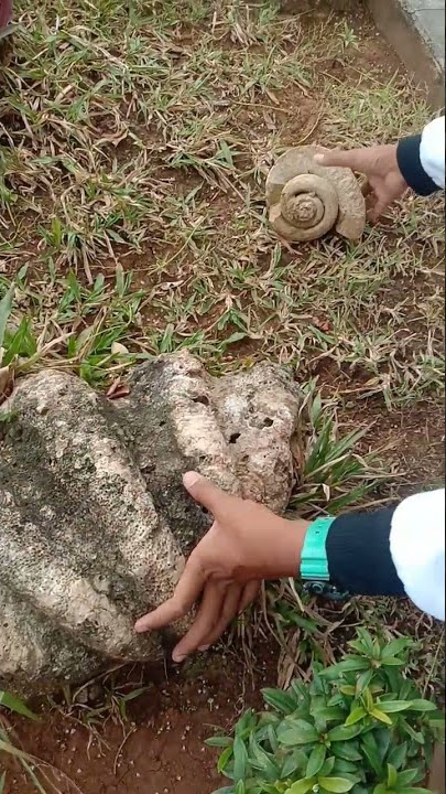 Grobogan dulu adalah Laut ini buktinya