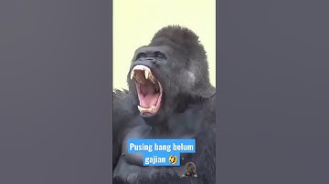 pusing bang belum gajian