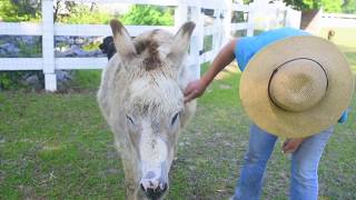 People and Their Pets: Kathy and Rufus by The Daily Reflector 110 views 5 years ago 1 minute, 47 seconds