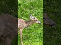 Yummy carrots 🥕 #deer #wildlife #nature #backyardwildlife