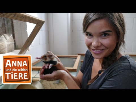 Video: Wie Hamster, Meerschweinchen und andere Haustiere autistischen Kindern helfen können