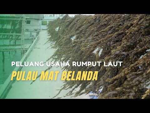 Pulau Mat Belanda: Peluang Ekspor Rumput Laut sebagai Pakan Ternak dan Pupuk.