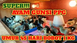 AYAM GUNSI PPG 45 HARI PANEN