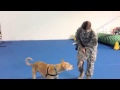 Dog Training - Agility Sports at Whole Dog Sports Center Dog Training - Agility Sports at Whole Dog Sports Center