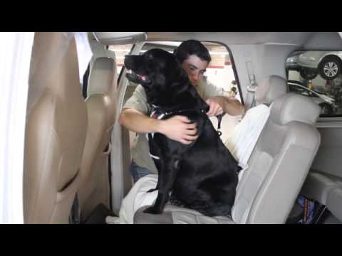 वीडियो: टीम यूएसए के पालतू जानवरों से मिलें