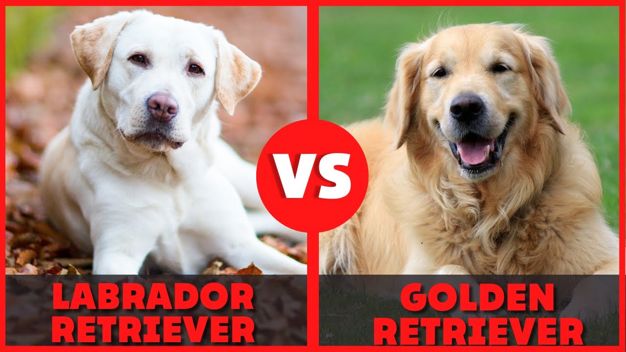 QUALI SONO LE DIFFERENZE TRA LABRADOR E GOLDEN RETRIEVER? | Quale razza è migliore per la famiglia ?