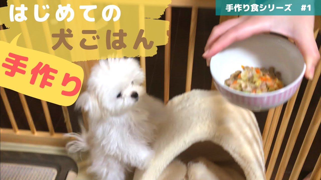 【マルチーズ子犬】手作り食シリーズ1〜はじめての手作り犬ごはん〜 YouTube