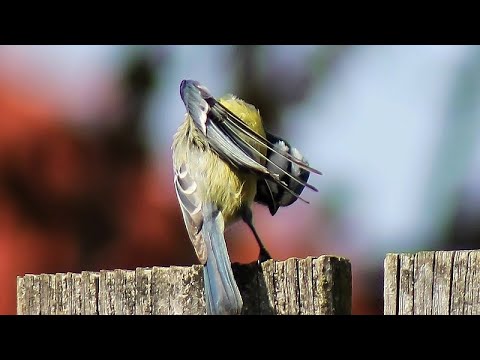 Sikorki - zimną