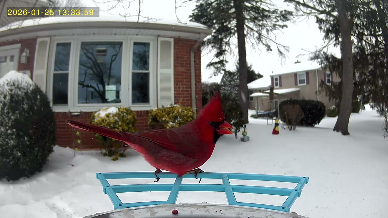 Beautiful Cardinal visiting the bird feeder