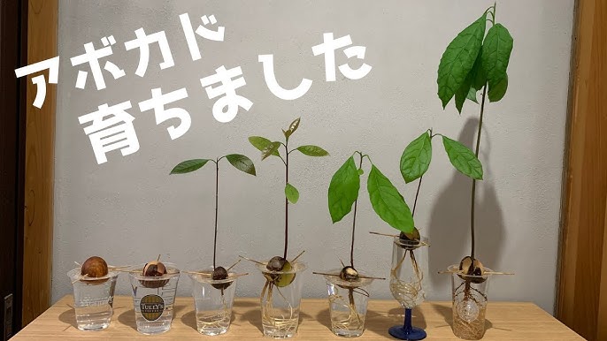 How To Sprout Grow Avocado Seed Youtube
