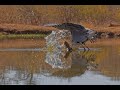 Hunting Grey Heron of Madikwe