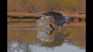 Hunting Grey Heron of Madikwe