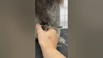 FOGOSP Curved Comb Scissors