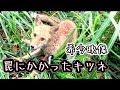 くくり罠『キツネの放獣』コンとは鳴かないなんて鳴く？！可愛いキツネ稀少映像