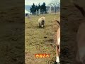 أكثر المواقف المضحكة على التوالي         