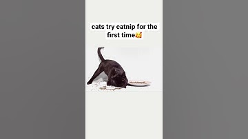 cats first time trying catnip🥰🥰 check comments for full video👀