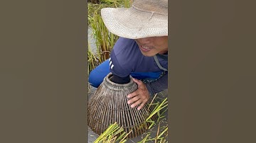 Theo máy cắt bắt cá chuột #shorts