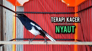 Download lagu SUARA BURUNG kacer gacor NGEPLONG tarung ini paling ampuh buat PANCINGAN KACER agar EMOSI