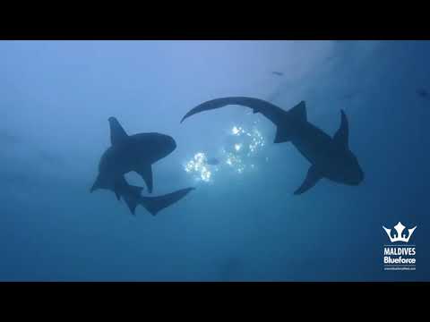 Diving in the Maldives - Central Atolls Route - Liveaboard week 20181027
