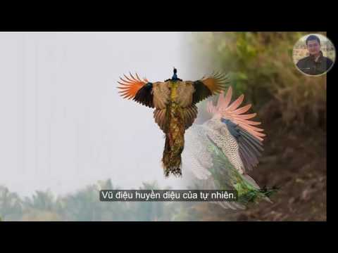 Video Khoảnh khắc chim công sải cánh bay trên bầu trời cực... - youtube