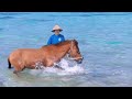 海ではしゃぐ与那国馬