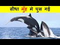 KILLER WHALES का हमला इतना खतरनाक क्यों होता है ? WHY KILLER WHALES ATTACK IS SO DANGEROUS ?