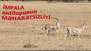 İmpala antilopunun məharətsizliyi  | Impala&#39;s Desperate Attempt