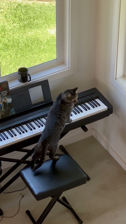 Keyboard Kitty Creates Spooky Vibes || ViralHog