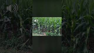 Americanos foxhound caçando coelho #foxhound #jabali #conejo