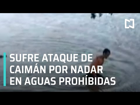 Caimán ataca a hombre que nadaba en un lago - Expreso de la Mañana