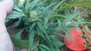 Outdoor grow update
