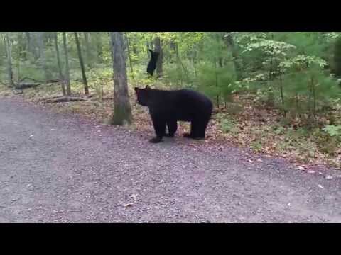 <p>Hiking at Sessions Woods in Burlington and these bear approached me. I kept calm and walked away unharmed.</p>